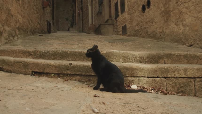 A cat in the neighborhood