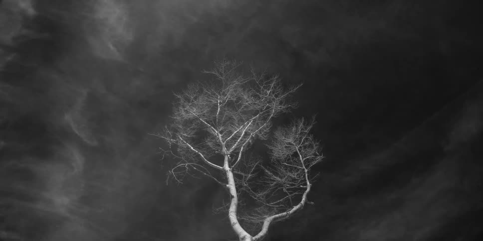 Clouds hover over a lone tree