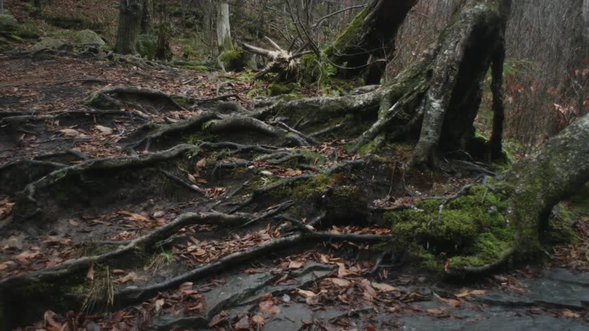 Tree roots with moss and fallen leaves in a forest
