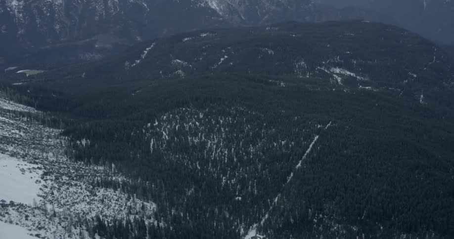 Snow surrounds the trees near the mountains