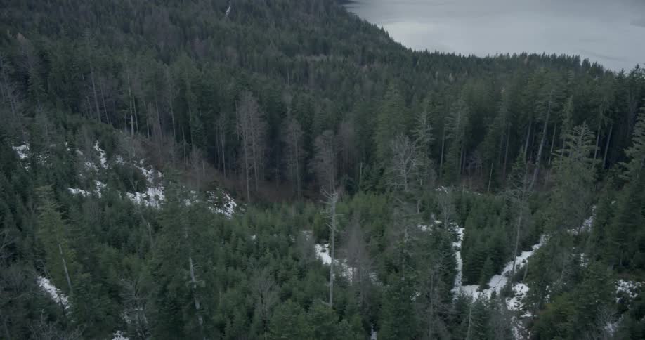 Snow covers ground in mountain forest
