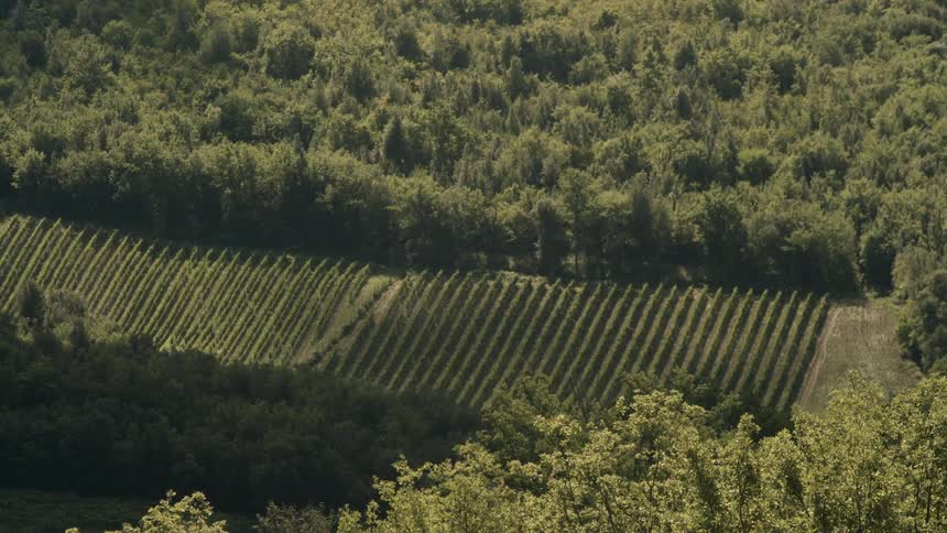 The farm is between the dense forest