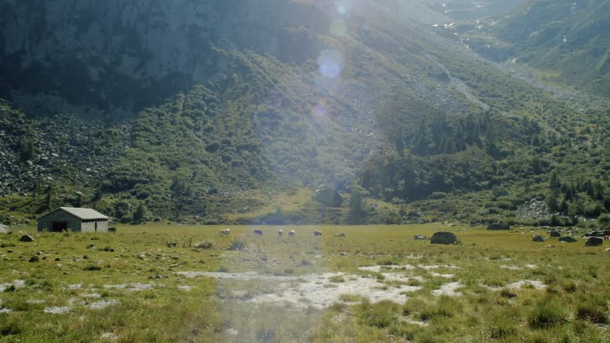 Animals grazing on a pasture next to a shack in a rural area