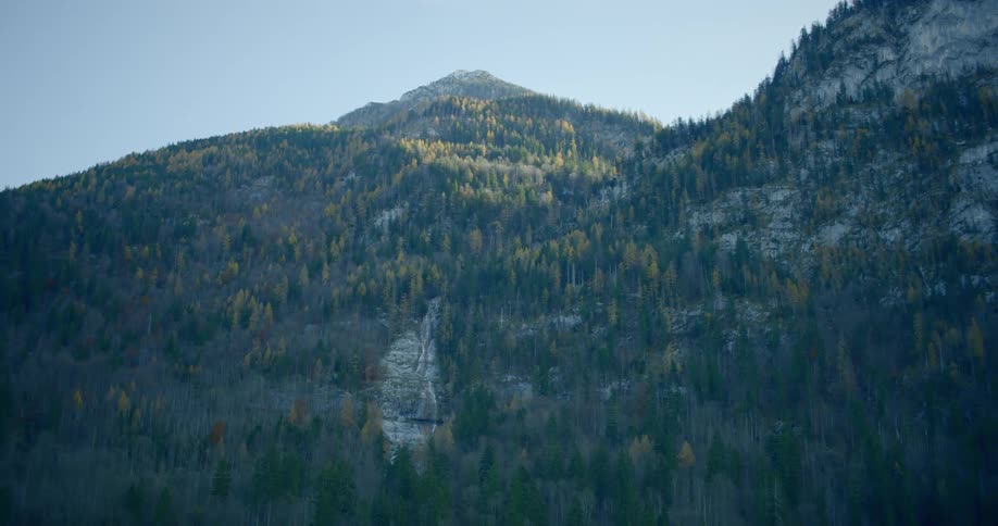Trees are covering the mountains