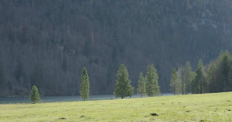 Pine trees are scattered at the edge of a green field with a forested hillside as a backdrop