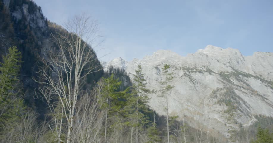 Conifer and birch trees grow along a snowy mountainside