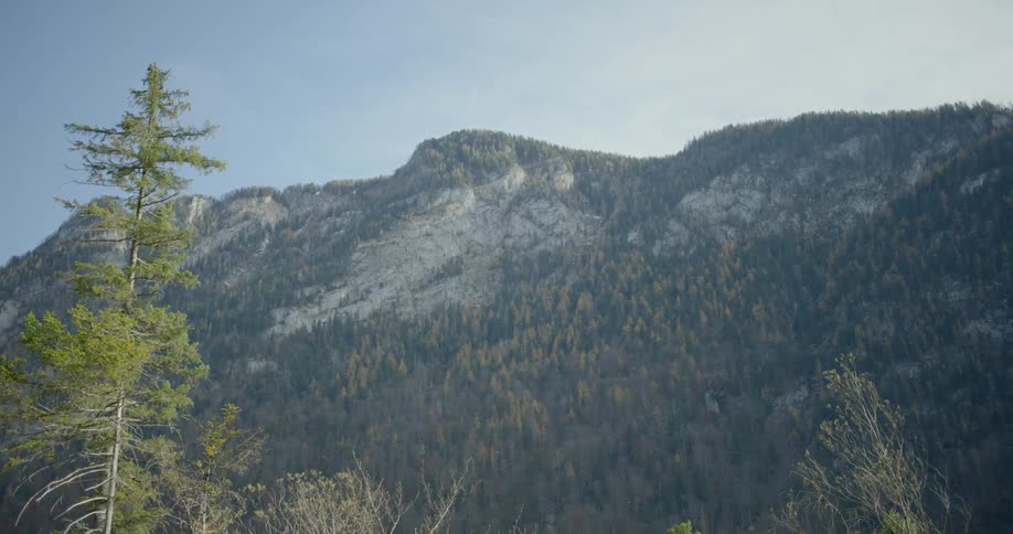 A mountain of trees