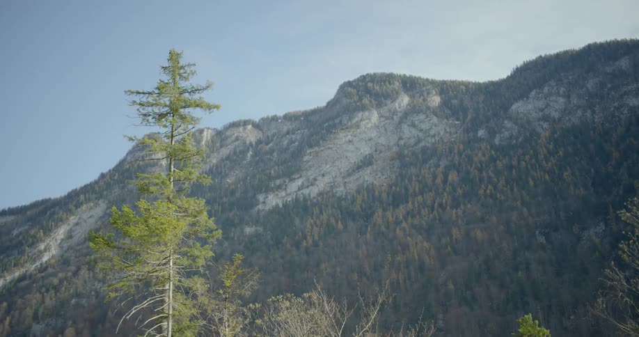 A dense forest grows on a mountain