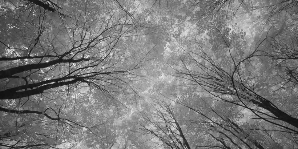 The sun shines through the treetops, leaves and branches