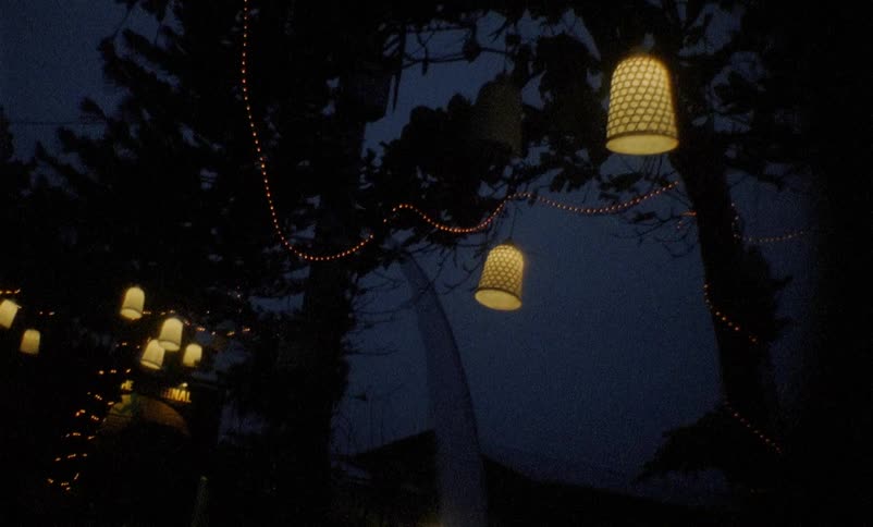 Lights hanging from trees