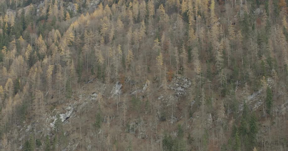 A scenery of fir forest