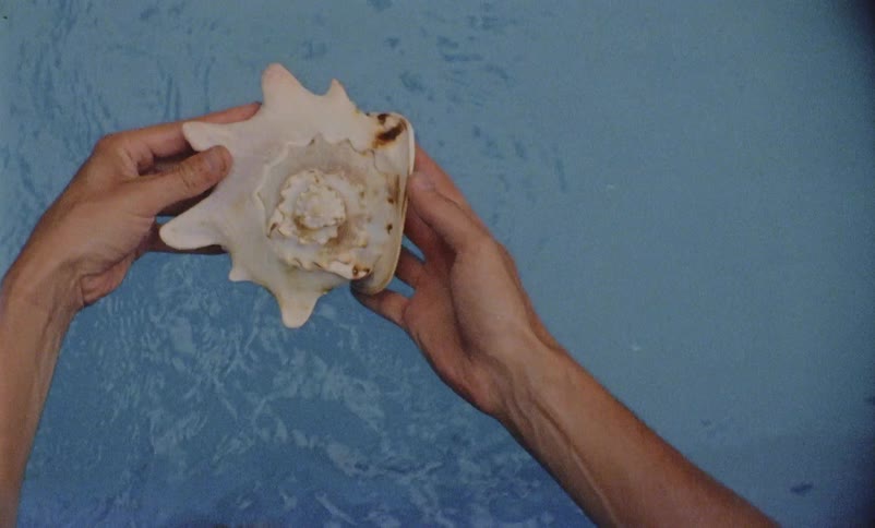 A person lifts a spiraling conch shell out of the water as they begin to inspect its surface