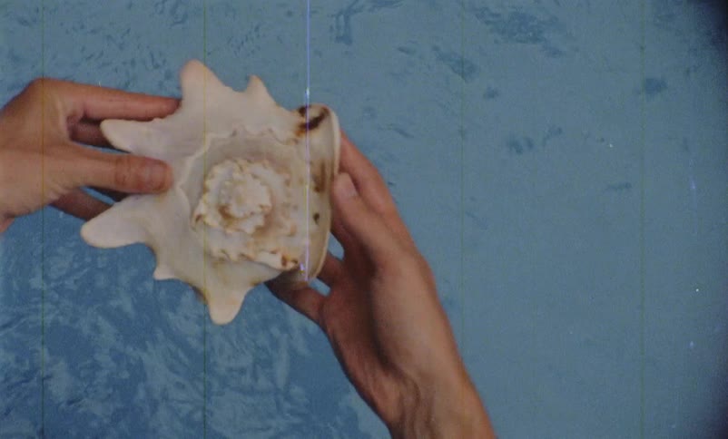 Woman studies large sea shell just removed from water