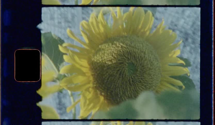 A camera zooming in on a sunflower