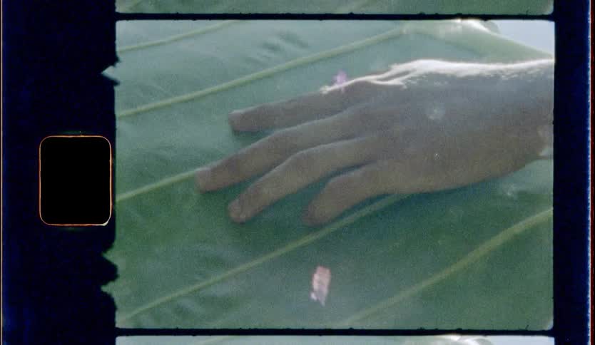 A man runs his fingers over a large green leaf