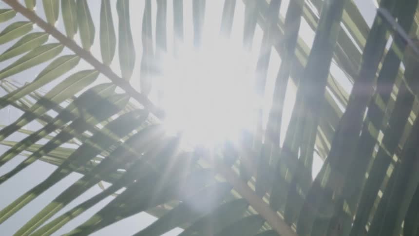 The sun shines through large leaves on a tree