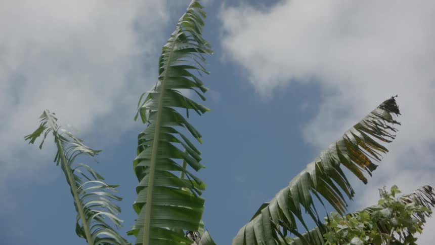 Palm fronds wave in the wind against the cloudy blue sky
