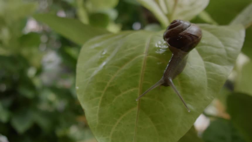 A snail on top of the leaf