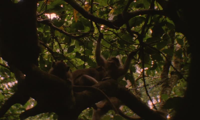 Monkeys are sitting on a tree branch
