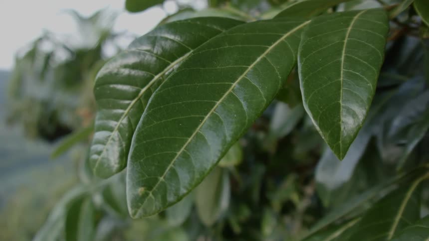 Close up of waxy looking leaves