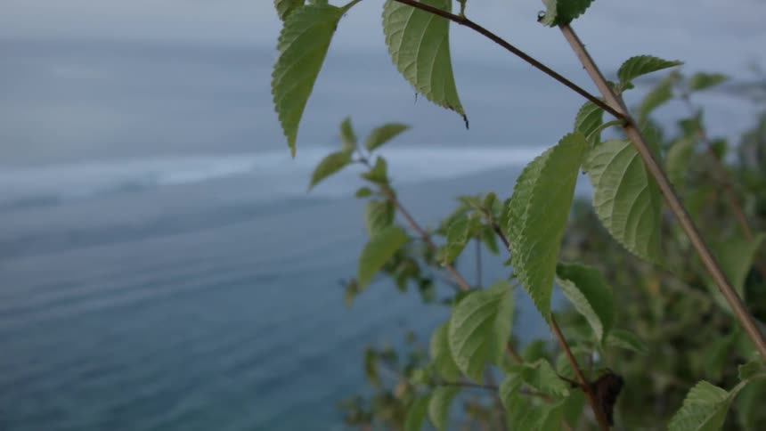 Plants on the coastline over the sea
