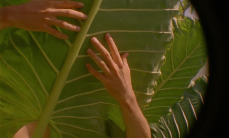 Film footage of a person running their hands over a giant leaf