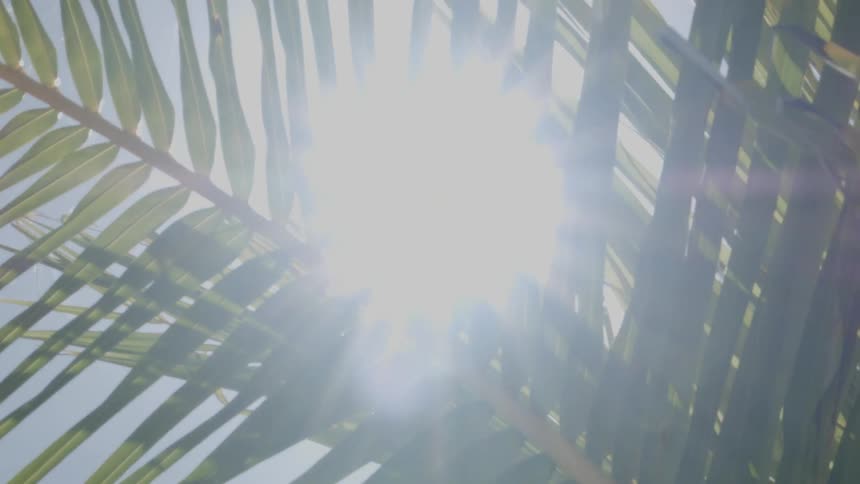 Sun shines through a plants narrow green leaves
