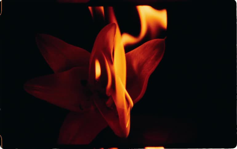 Fire burning flower