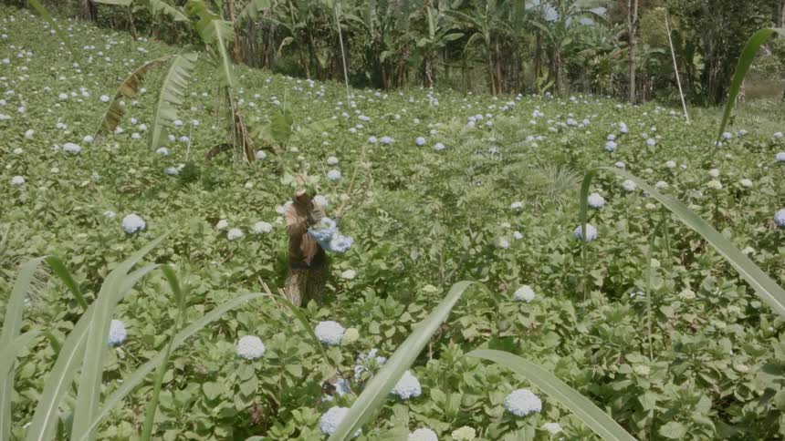 A woman is picking flowers in the field