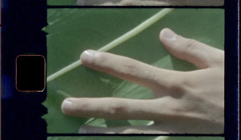 A person moves their hand across a leaf