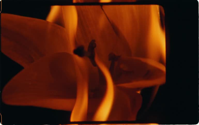 A lily is set on fire
