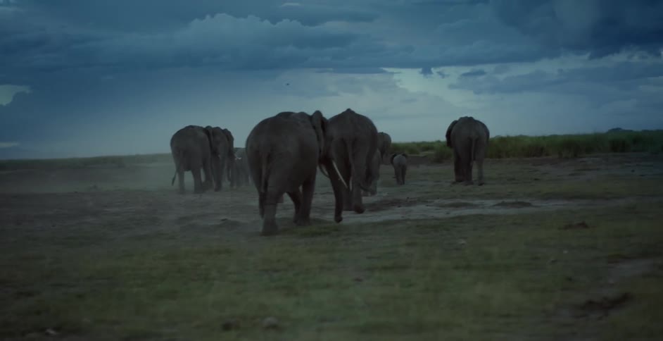 A herd of elephants walking under a cloudy sky