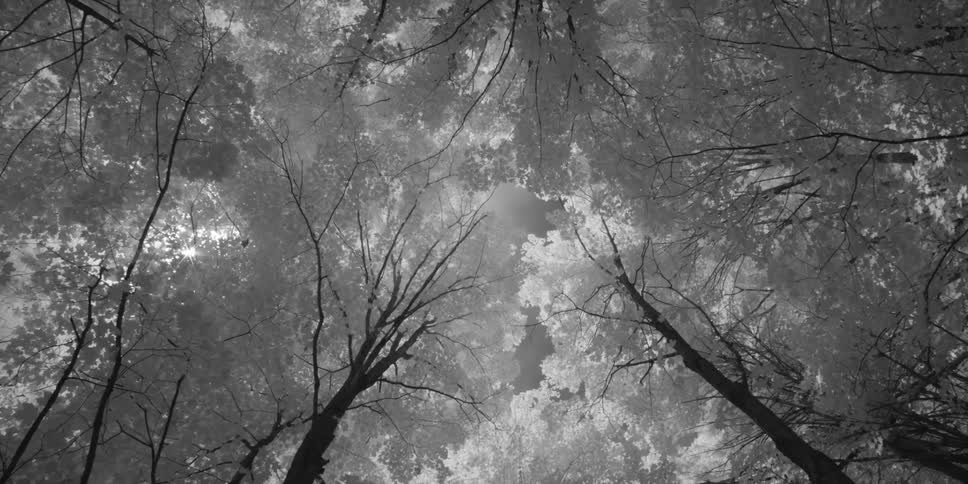 View of tree tops with white leaves on a sunny day