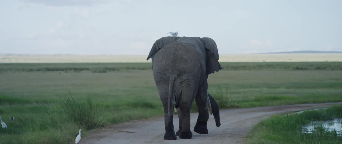 A large elephant is walking down a small trail on a cloudy day