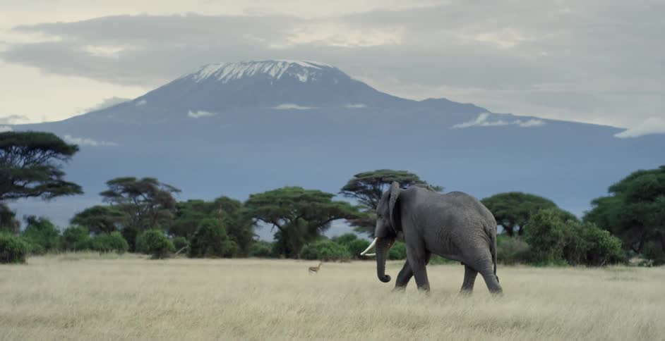 A slow-motion clip of an elephant walking in a grassy field with a large mountain in the background