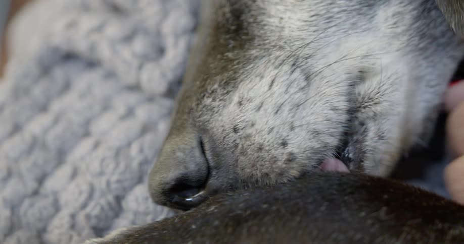 An old dog licking its fur