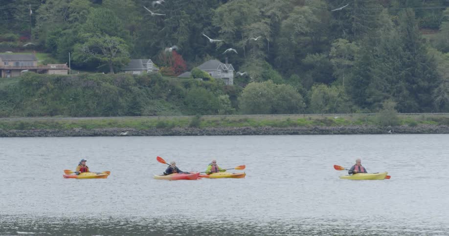 Four people kayak in the sea as birds fly above