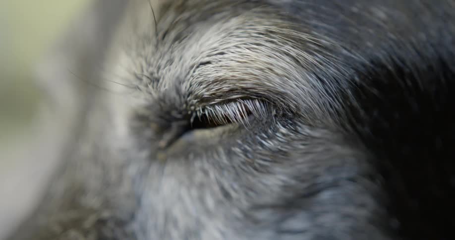 A close up look of an old dog eye