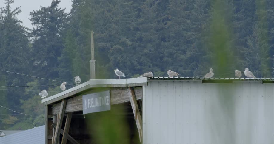 Birds sit atop a roof