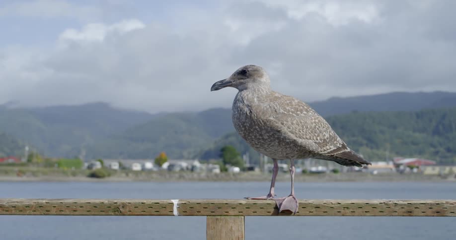Sea bird stands on rail with sea and mountains in the background