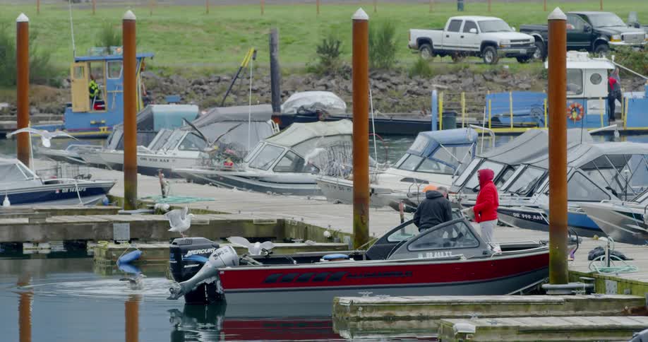 A dock with boats people and seagulls