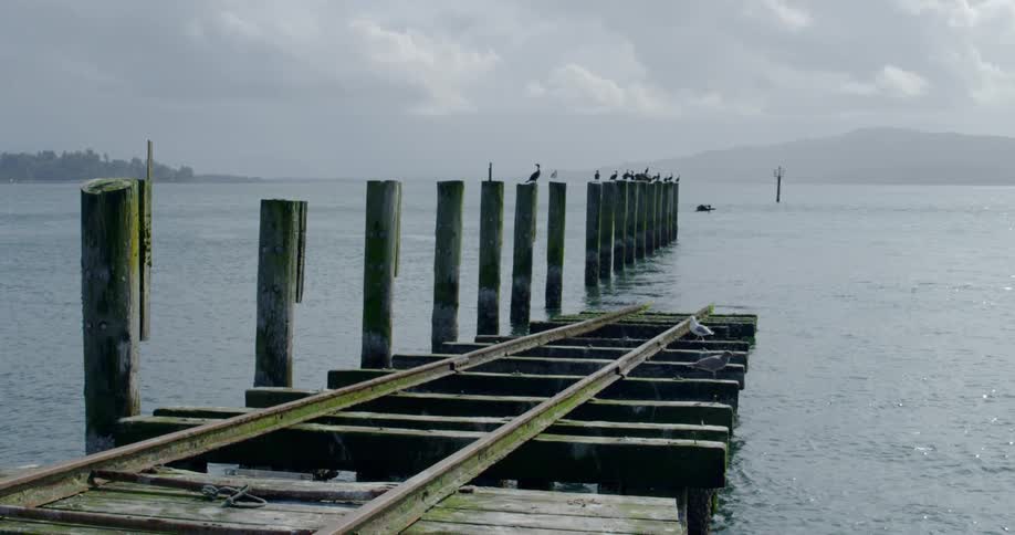 Sea birds perch on mooring poles standing next to boat ramp