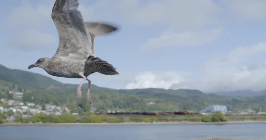 Bird sitting then flying off a rail need a lake