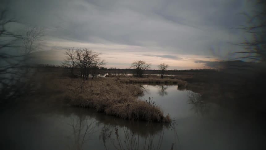 View of a swamp with trees on a cloudy day