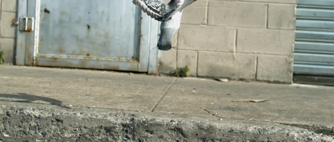 Close view of a pigeon taking off from a well-worn sidewalk