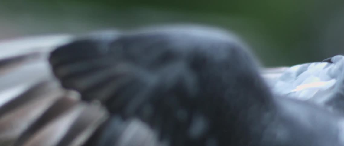 A close view of a pigeon taking off in slow-motion