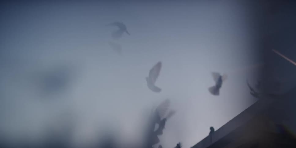 A flock of pigeons flying