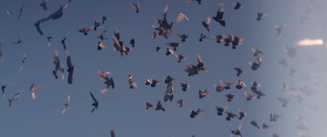 Large flock of birds soaring through the sky