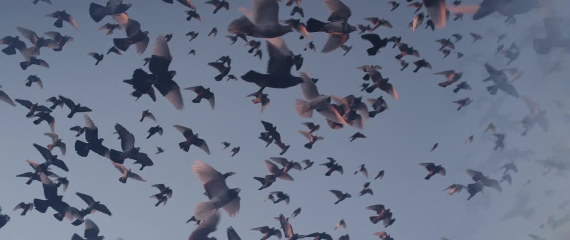 Birds fly in slow motion