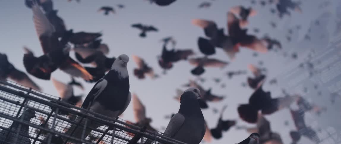Pigeons sit while others take flight